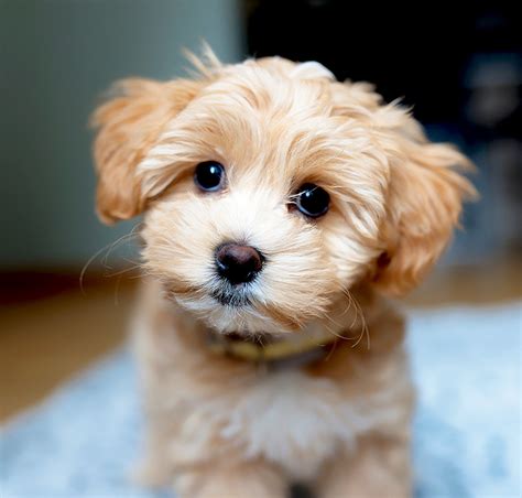 The main difference between a Toy Maltipoo and a Mini Maltipoo is size. Toy Maltipoos get to a height of 8 to 10 inches (20.3cm to 25.4cm) when fully grown and weigh just under 10 pounds (under 4.5kg) while Mini Maltipoos get to a height of 10 to 12 inches (25.4cm to 30.5cm) when fully grown and weigh 10 to 20 pounds (4.5kg to 9.1kg).